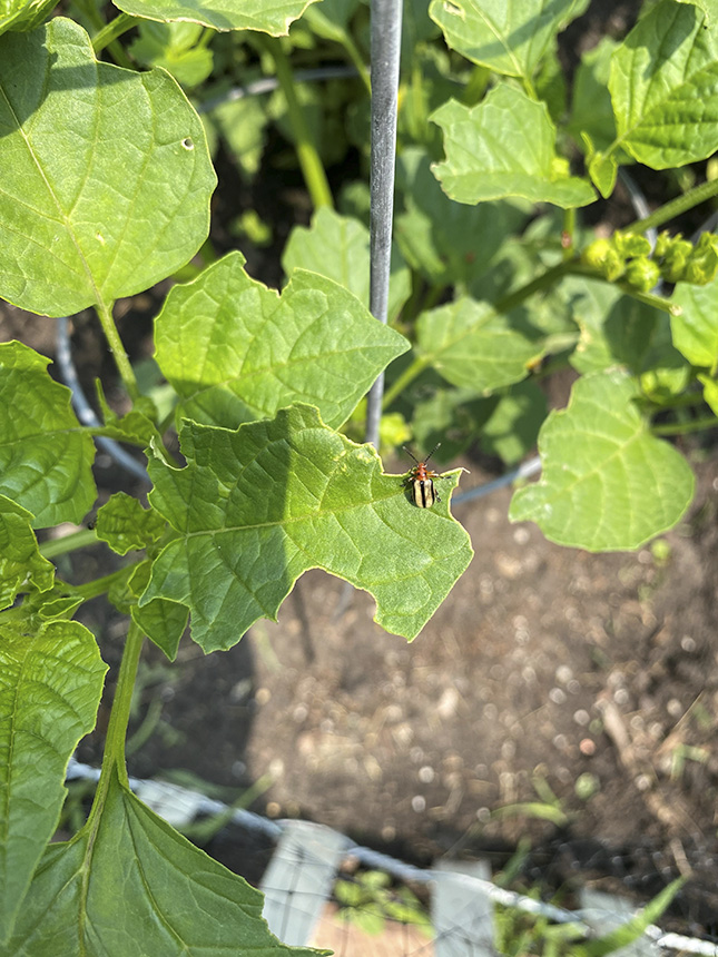 Minnesota Seasons threelined potato beetle