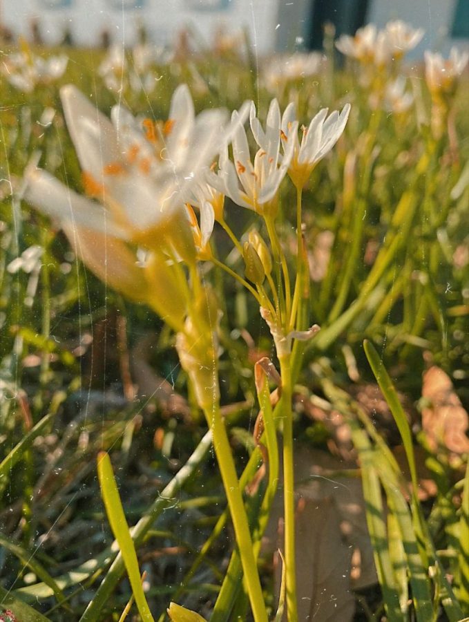 Outdoor Spring Activities Breezes