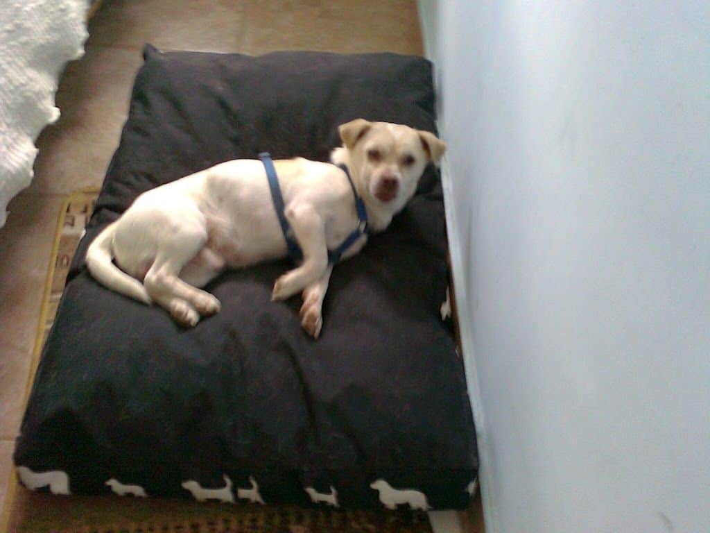 ¿Puede tener mi perro infección en la orina? Mi perro.info