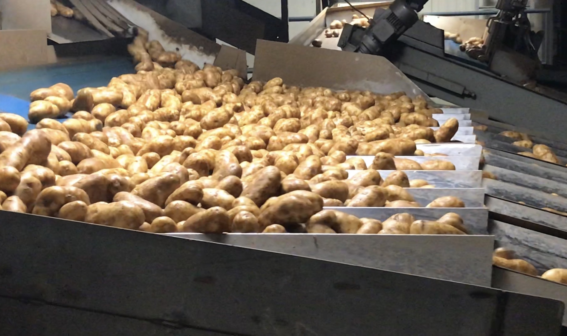 Fresh Solutions Farms Michigan Potatoes