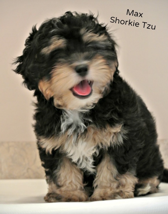 99+ Black Maltese Shih Tzu Puppy l2sanpiero