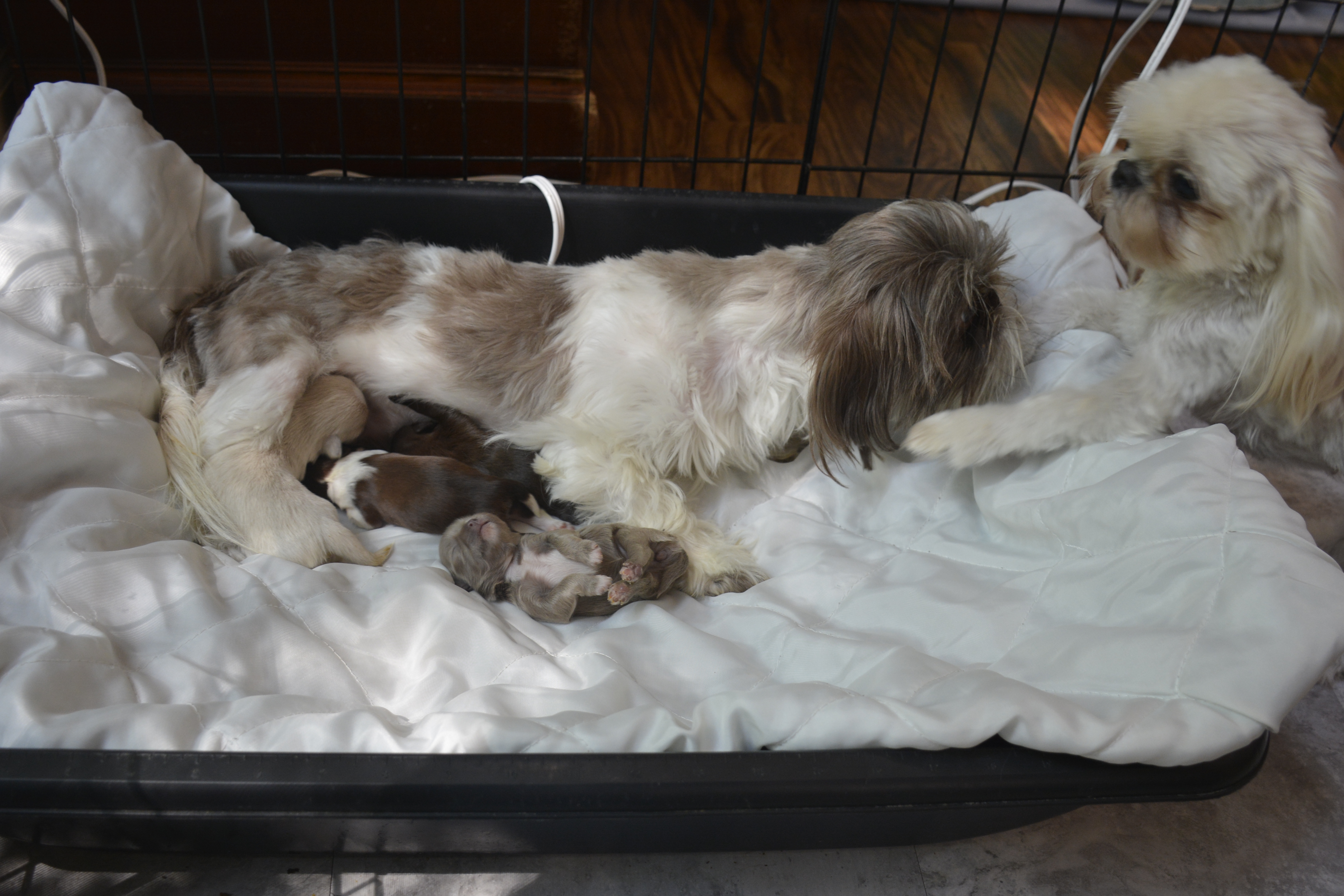 Shih Tzu Pregnancy: What You Can Expect