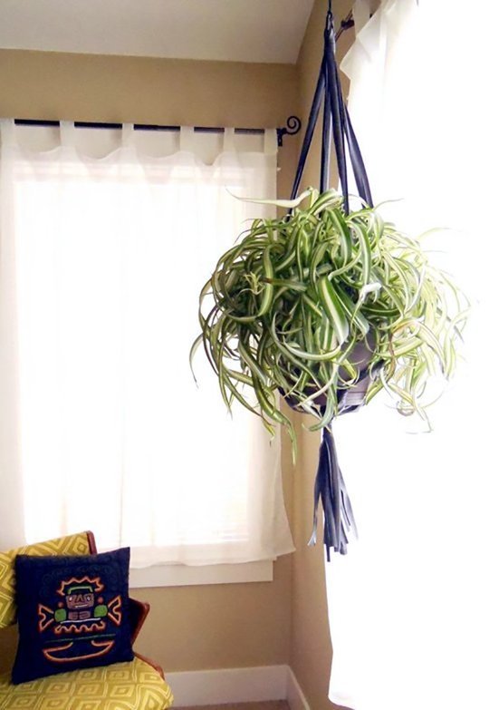 Plantas de interior para colgar mi red carpet · slow lifestyle magazine