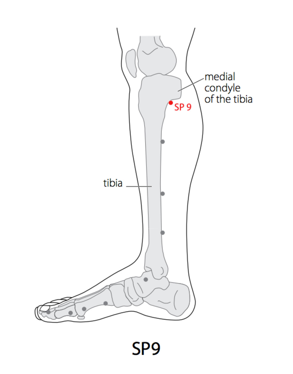 Acupuncture Point: Spleen 9 (SP 9) - Acupuncture Technology News