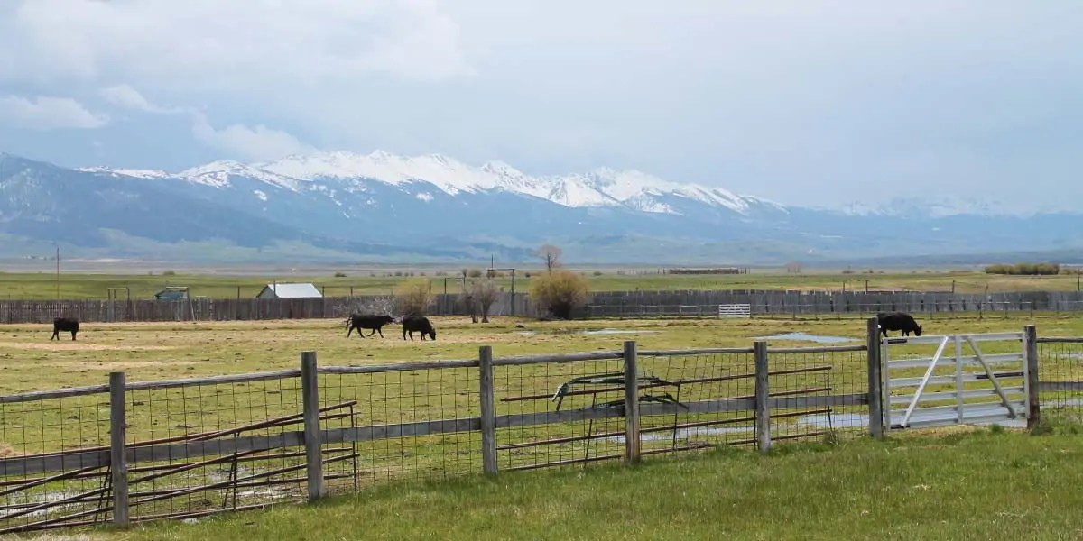 Adams Ranch Mirr Ranch Group