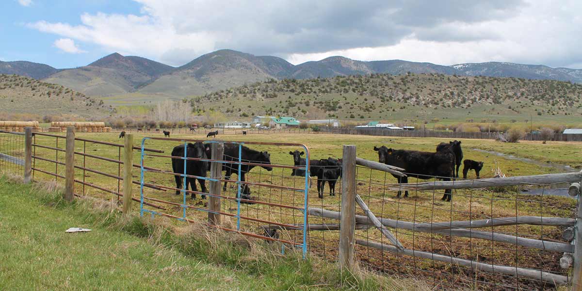 Adams Ranch Mirr Ranch Group