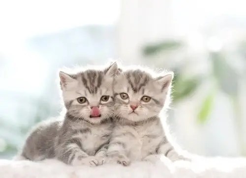 ¿Cómo puedo saber el sexo de un gato? Protegge