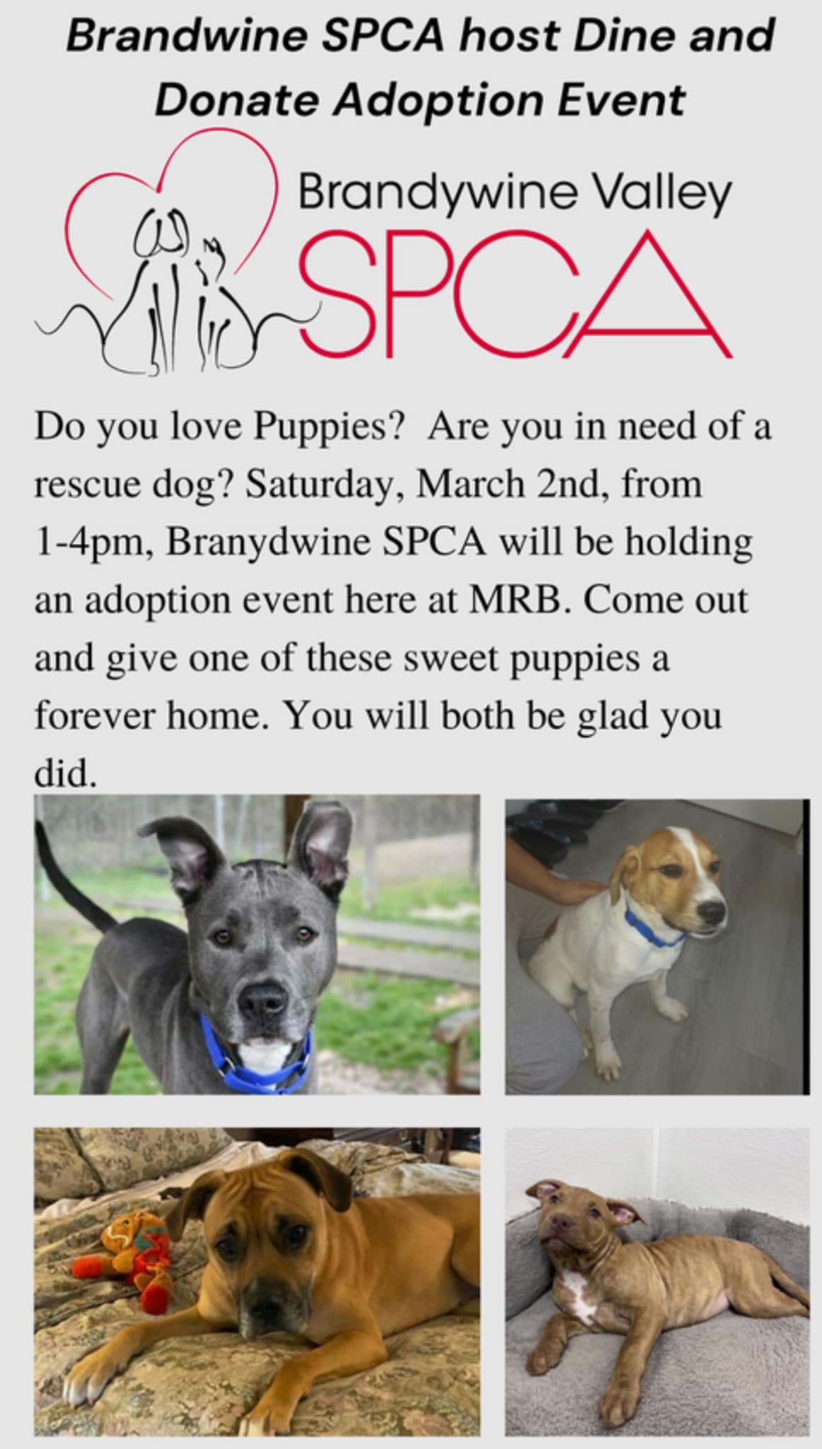 Brandywine SPCA Adoption Event Mispillion Beer