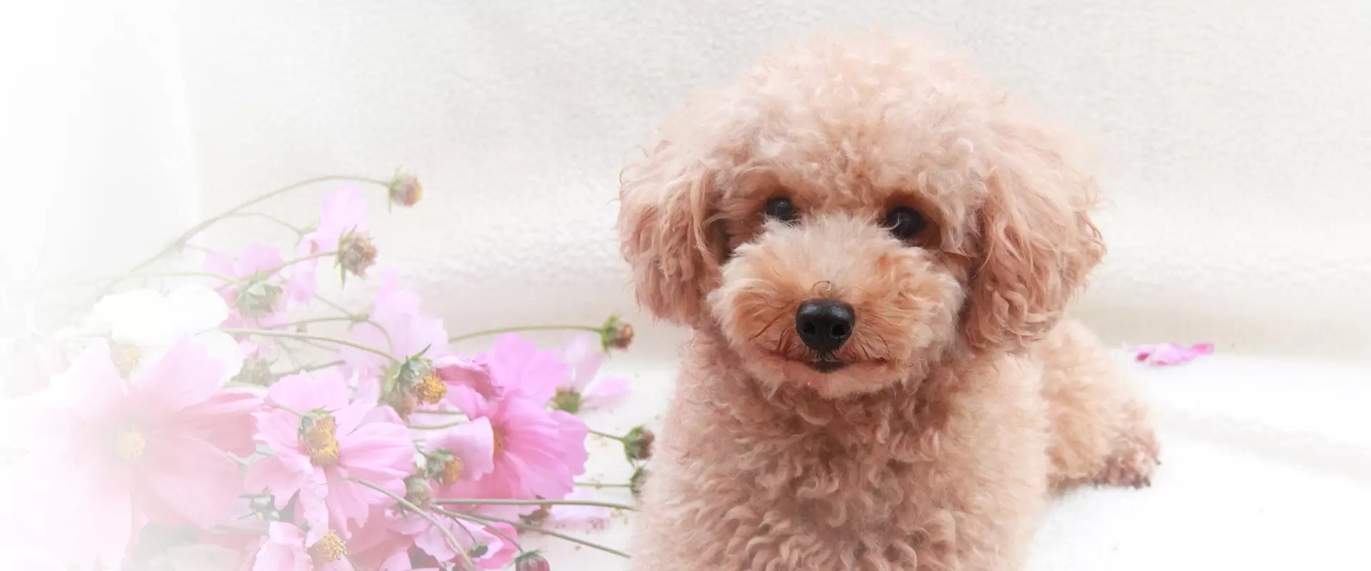 Esthetic Health＆Beauty for Dogs MissLacy｜都内を中心にトリミングサロンとペットホテルを運営