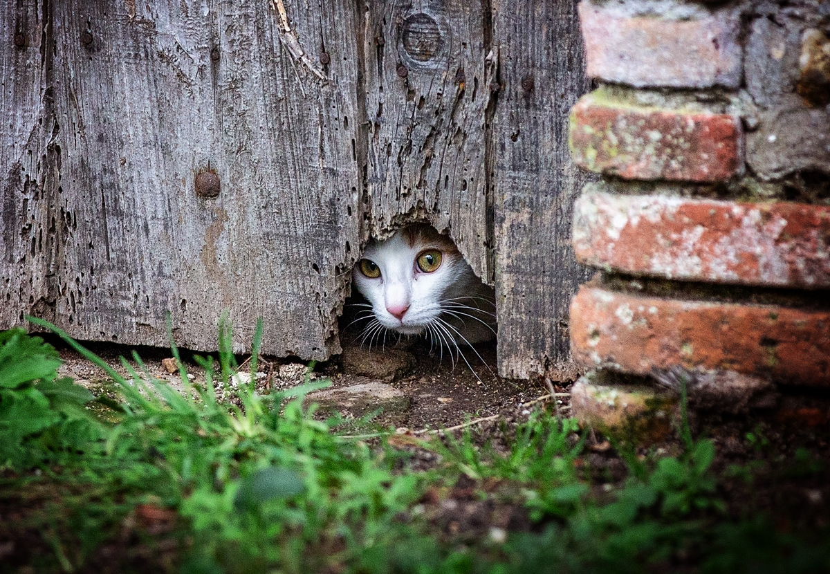 Dirty Kitty Litter A Questionable Cause Fallacy Kat Albrecht MARN