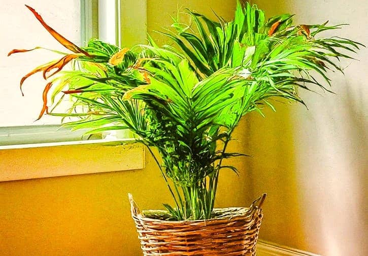 Understand Parlor Palm Brown Tips Causes and Solutions