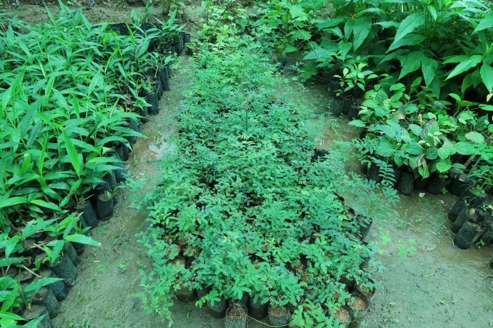 Medicinal Plants Cultivation Project Swami Vivekananda Medical Mission