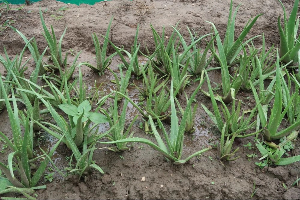 Medicinal Plants Cultivation Project Swami Vivekananda Medical Mission