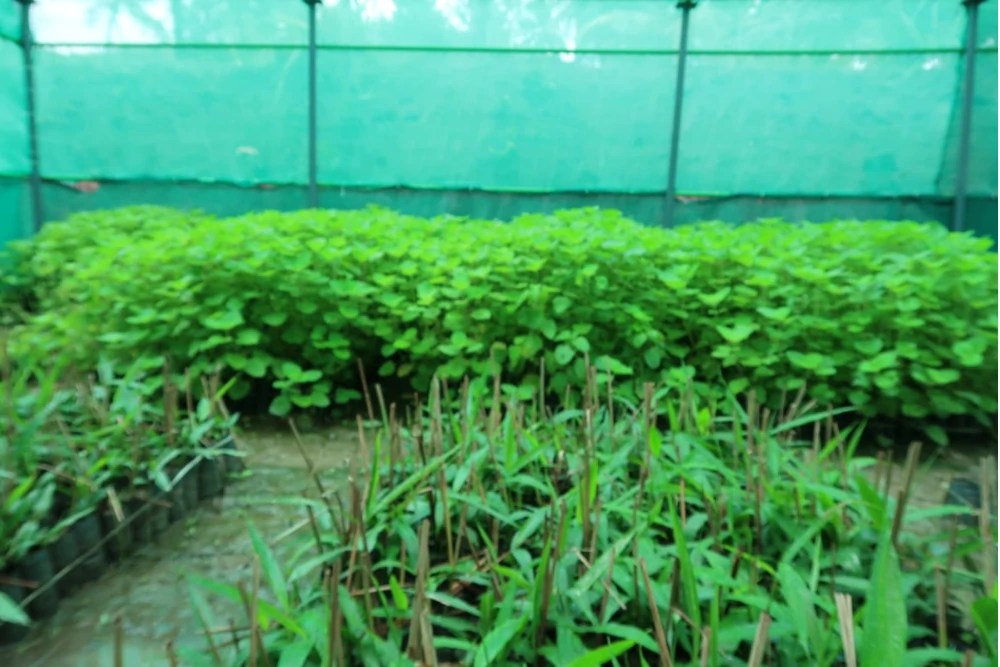 Medicinal Plants Cultivation Project Swami Vivekananda Medical Mission