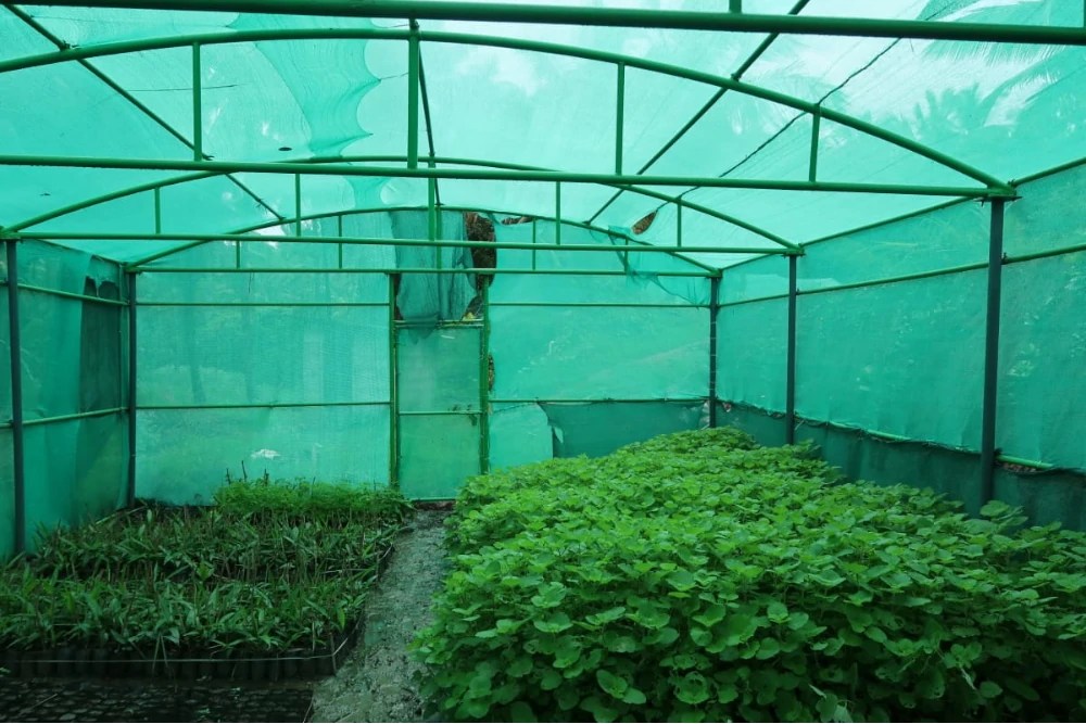 Medicinal Plants Cultivation Project Swami Vivekananda Medical Mission