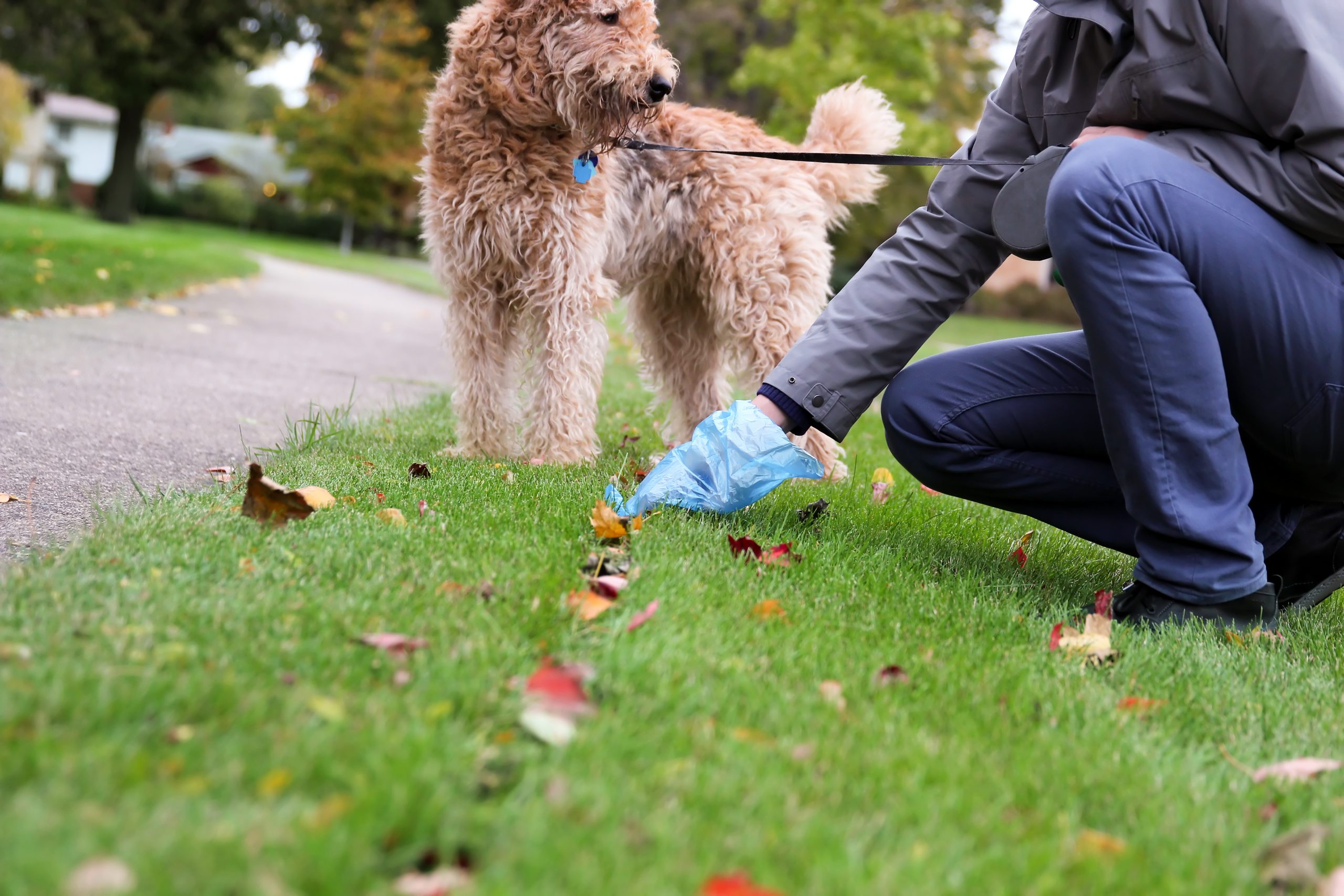 Can Dog Feces Be Used As Fertilizer