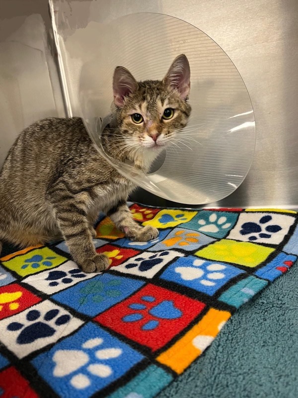Why Spaying or Neutering your Pet Matters in the Long Run City of