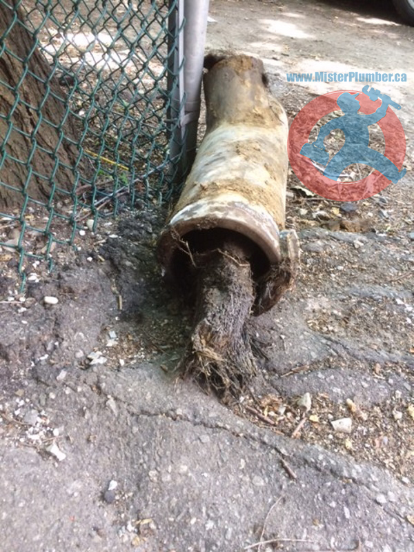 Old clay pipe with roots removed from sewer line in Toronto Mister