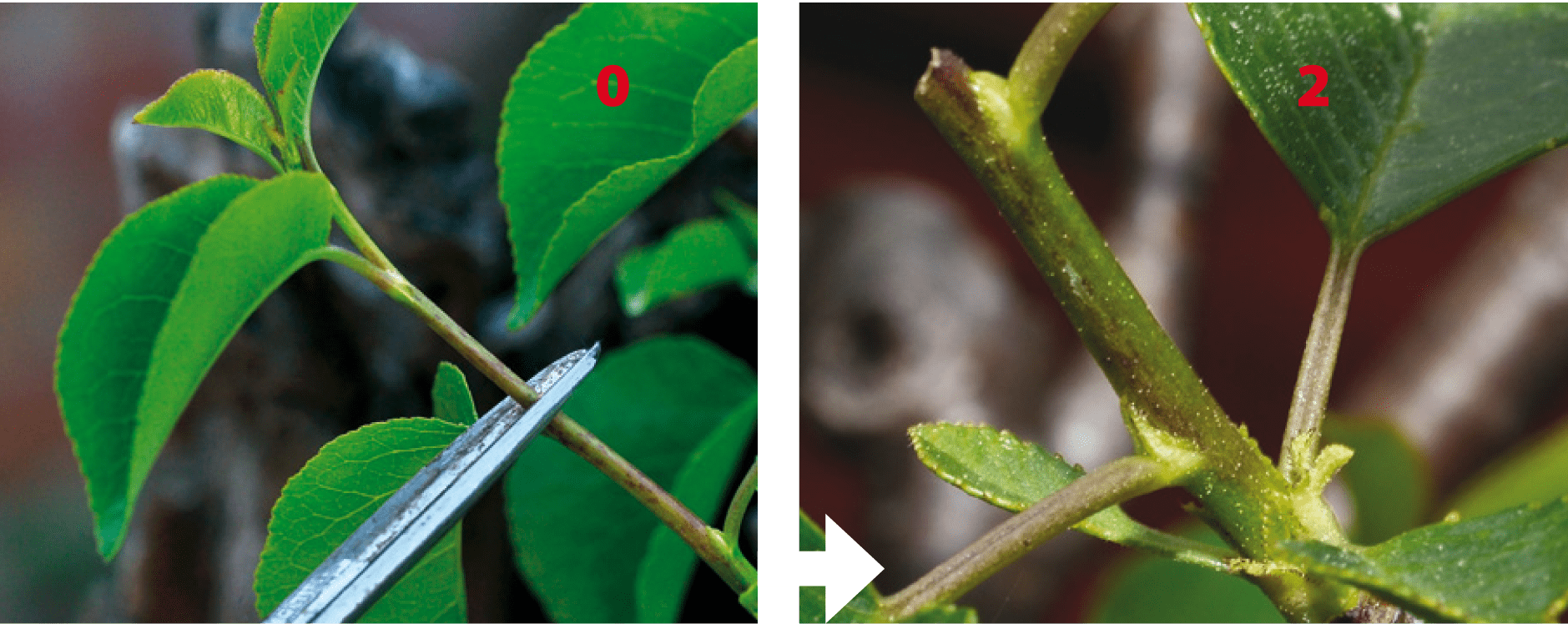 Aprender a realizar el pinzado en el bonsái Mistral Bonsai