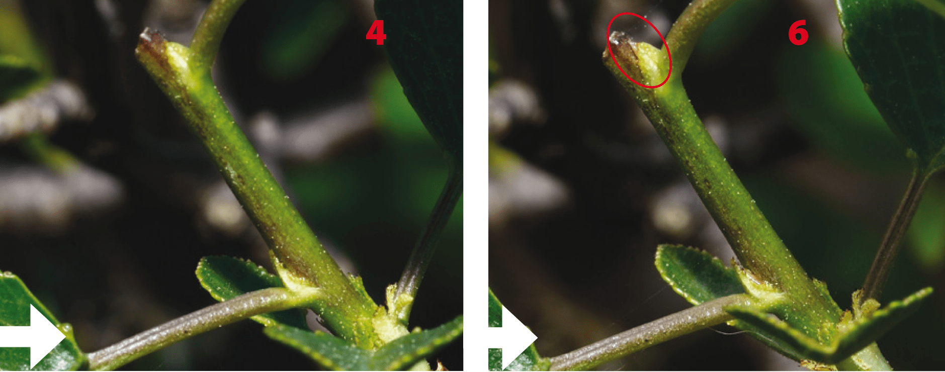Aprender a realizar el pinzado en el bonsái Mistral Bonsai