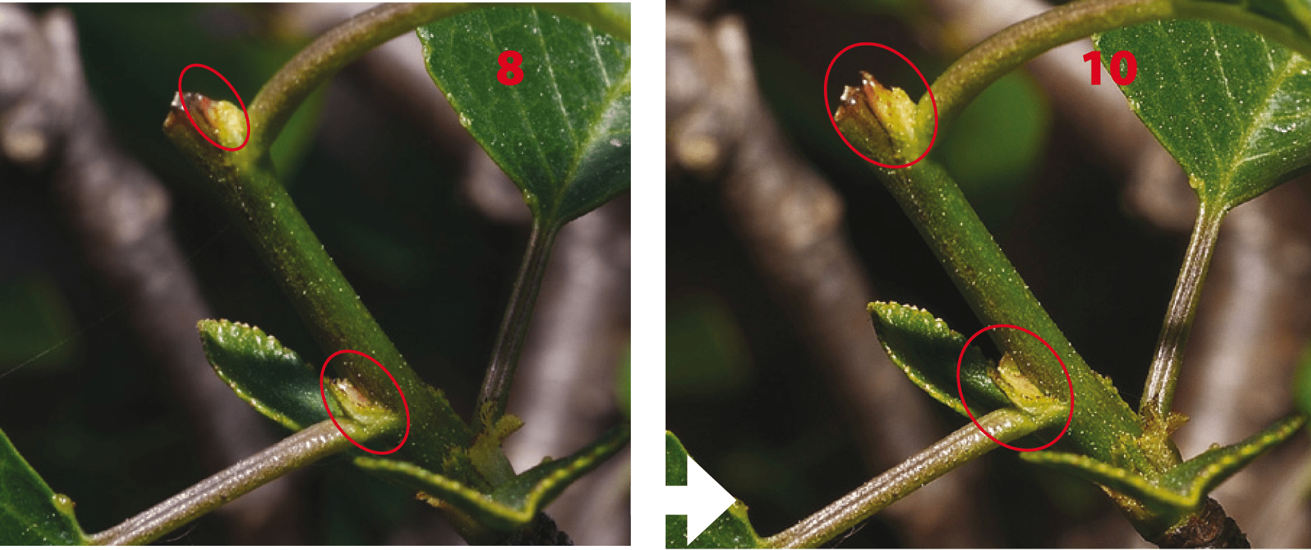 Aprender a realizar el pinzado en el bonsái Mistral Bonsai