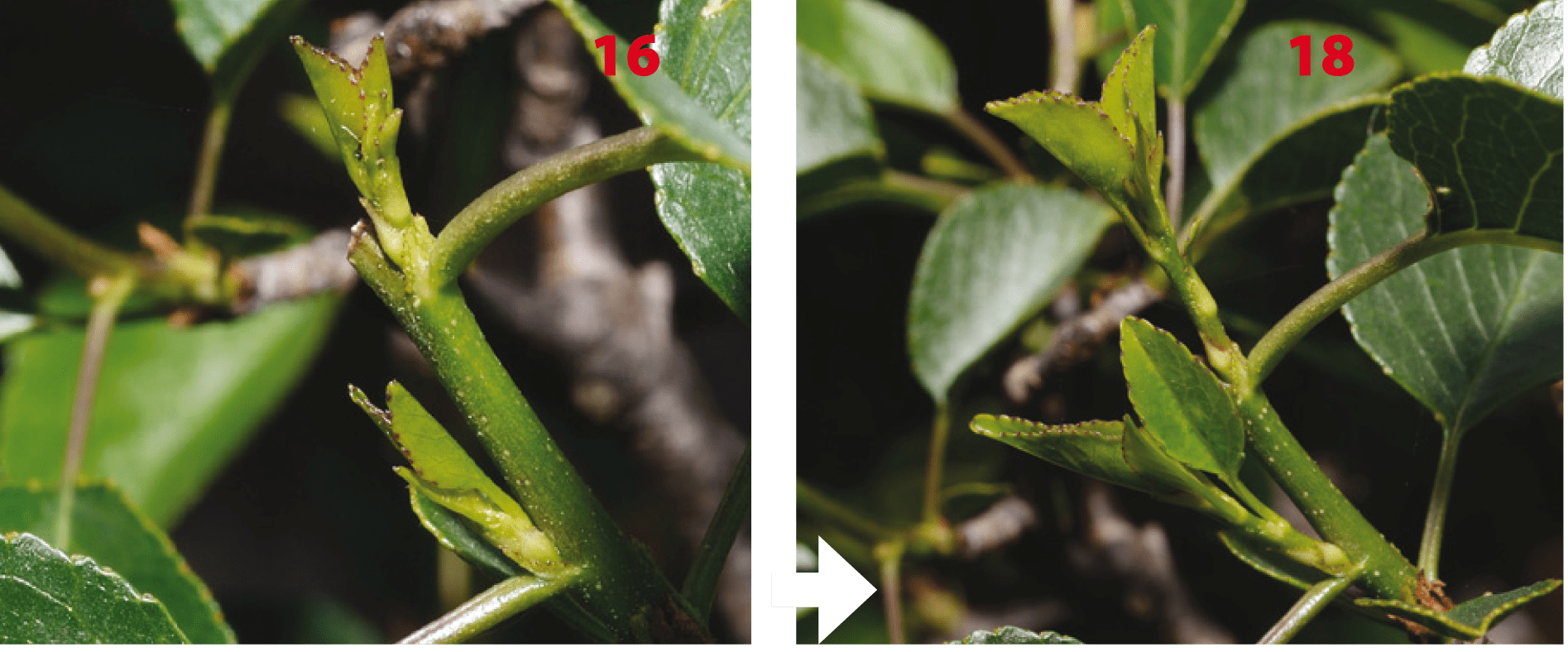 Aprender a realizar el pinzado en el bonsái Mistral Bonsai