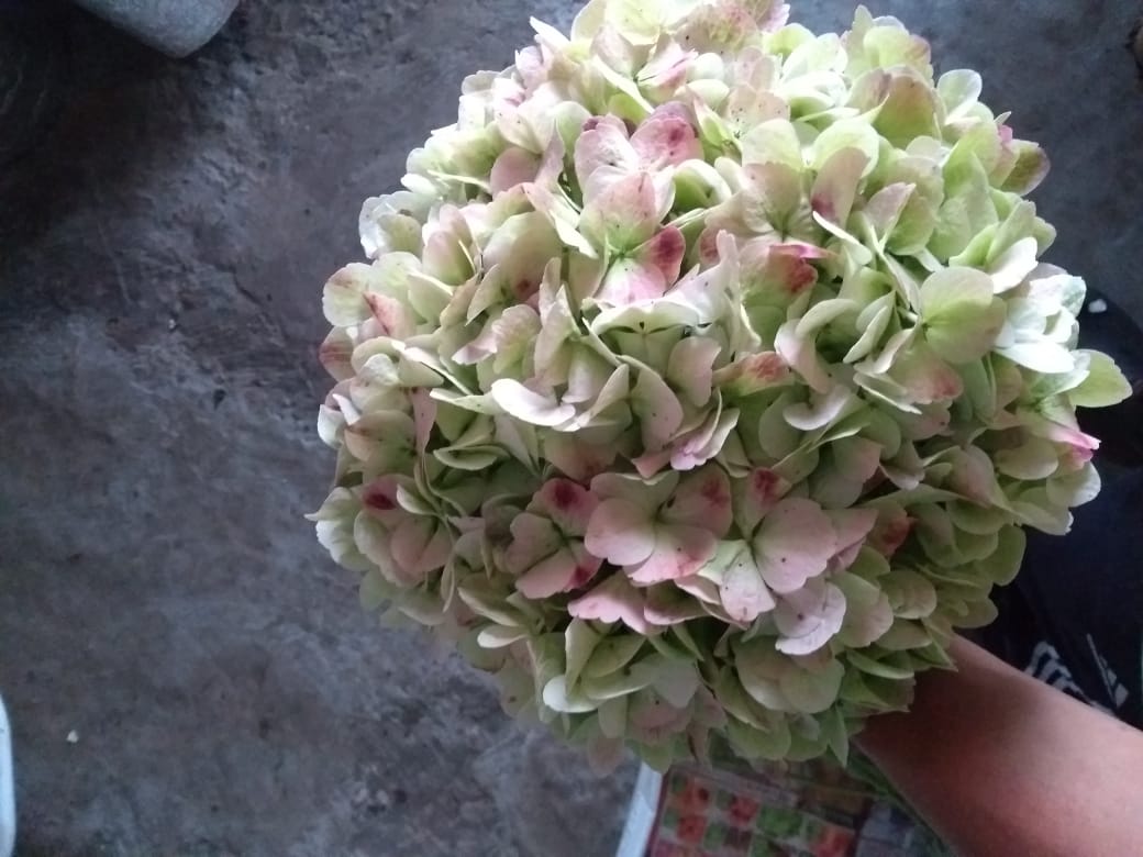 Hydrangea Antique Green Jumbo Misty Flowers