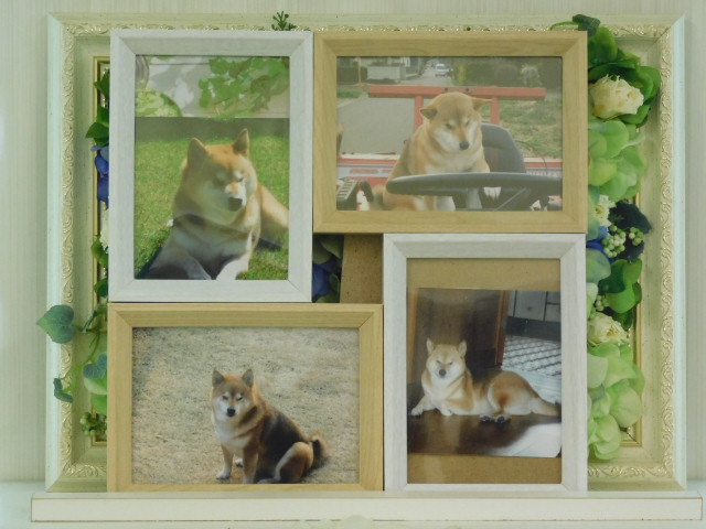 那珂市愛犬さくらちゃん｜ペット霊園・葬祭・火葬 茨城県水戸市 水戸ペットセレモニー