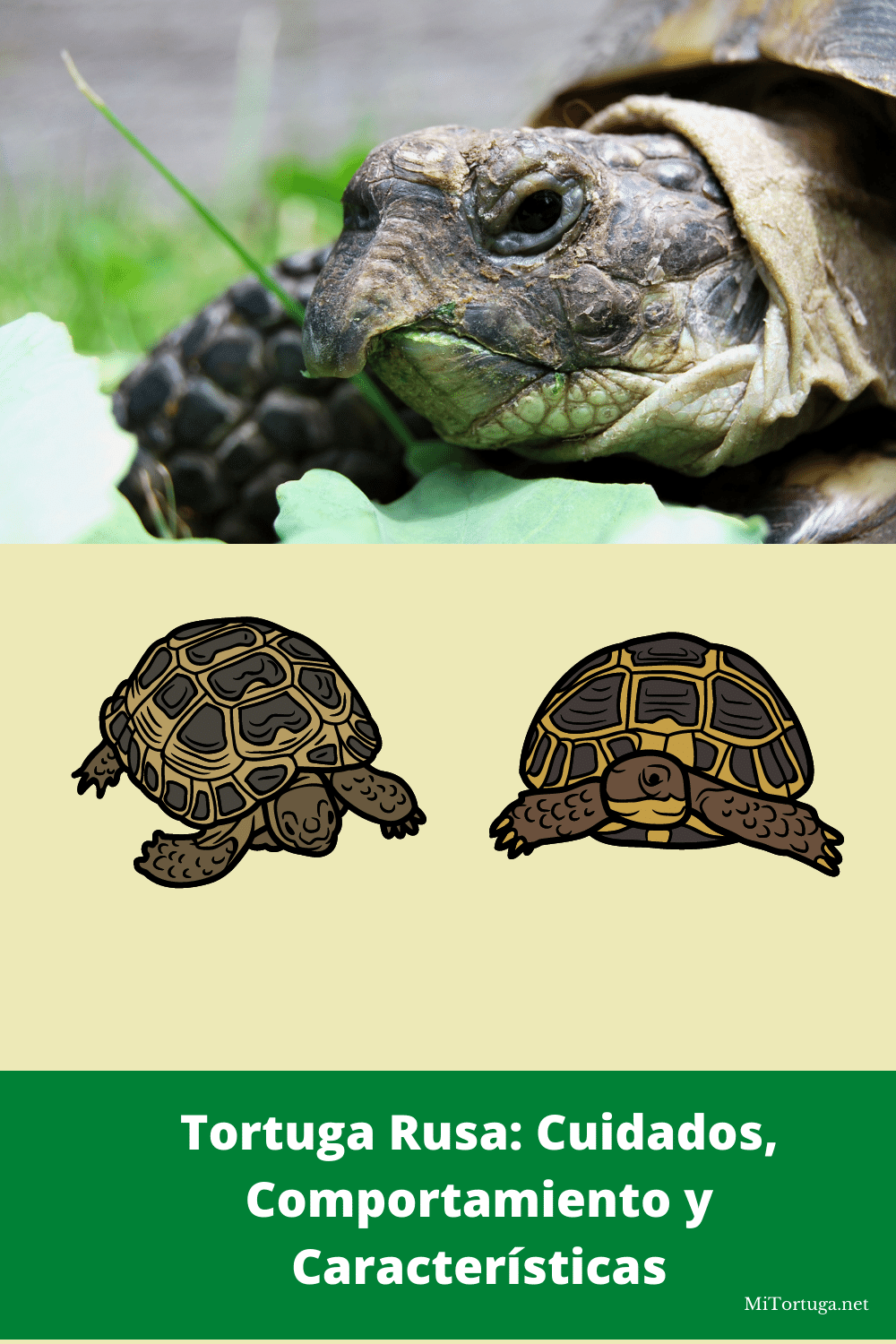 Tortuga Rusa Guía de Cuidados y Características