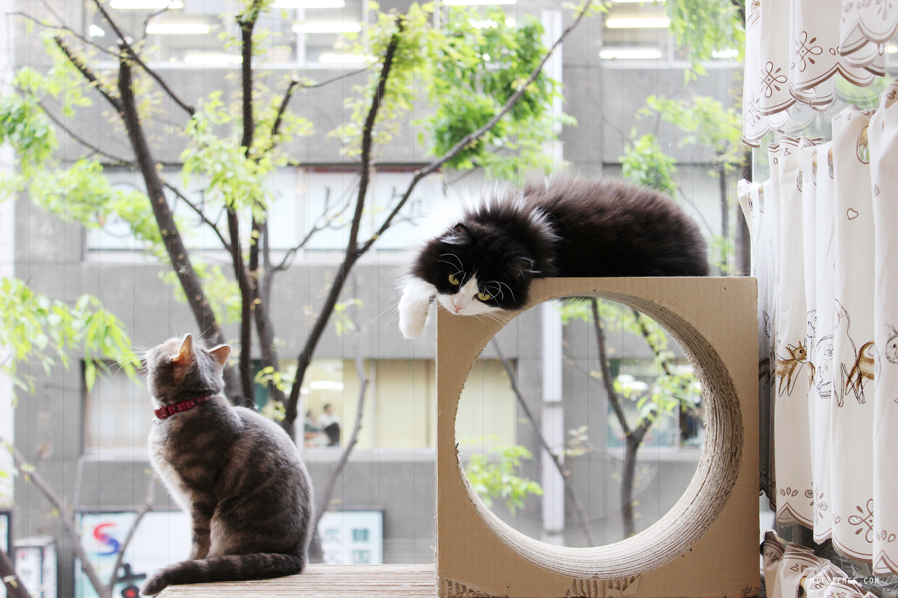 Hapi Neko Visiting a Cat Cafe in Shibuya Tokyo Guide