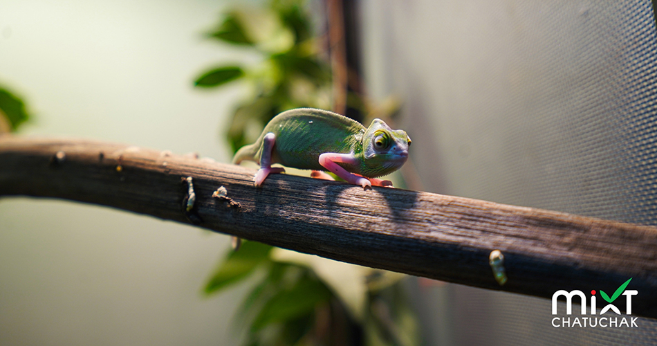 Exotic pets studio à¸Šà¸§à¸™à¸ªà¸±à¸¡à¸œà¸±à¸ªà¸„à¸§à¸²à¸¡à¸™à¹ˆà¸²à¸£à¸±à¸ à¸‚à¸­à¸‡à¹€à¸«à¸¥à¹ˆà¸²à¸ªà¸±à¸•à¸§à¹Œà¹ à¸›à¸¥à¸ à¸«à¸²à¸¢à¸²à¸  à¸¡à¸´à¸ à¸‹à¹Œ