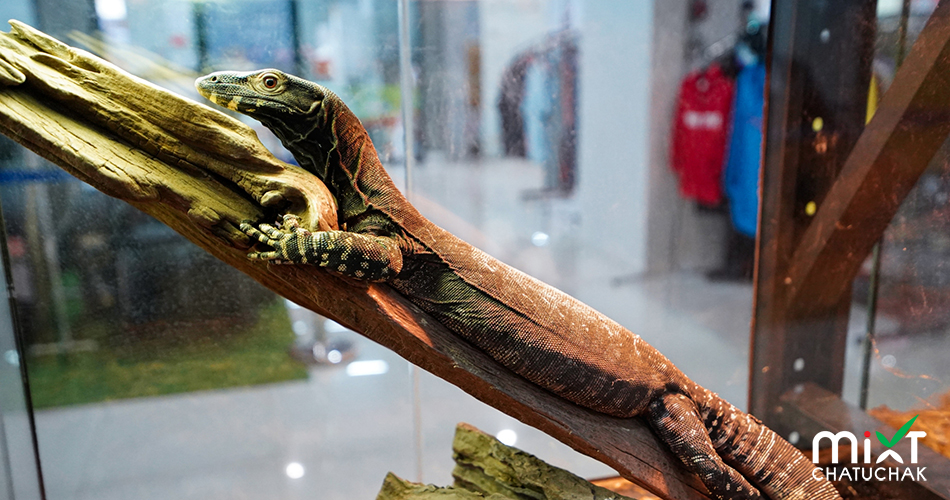 Exotic pets studio à¸Šà¸§à¸™à¸ªà¸±à¸¡à¸œà¸±à¸ªà¸„à¸§à¸²à¸¡à¸™à¹ˆà¸²à¸£à¸±à¸ à¸‚à¸­à¸‡à¹€à¸«à¸¥à¹ˆà¸²à¸ªà¸±à¸•à¸§à¹Œà¹ à¸›à¸¥à¸ à¸«à¸²à¸¢à¸²à¸  à¸¡à¸´à¸ à¸‹à¹Œ