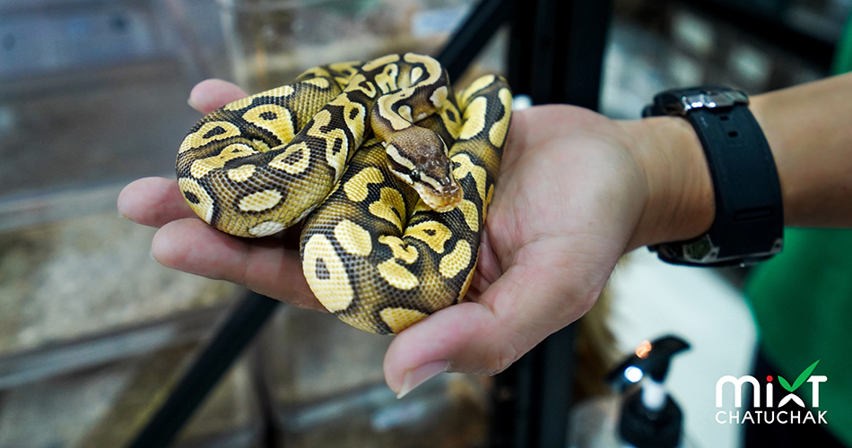 Exotic pets studio à¸Šà¸§à¸™à¸ªà¸±à¸¡à¸œà¸±à¸ªà¸„à¸§à¸²à¸¡à¸™à¹ˆà¸²à¸£à¸±à¸ à¸‚à¸­à¸‡à¹€à¸«à¸¥à¹ˆà¸²à¸ªà¸±à¸•à¸§à¹Œà¹ à¸›à¸¥à¸ à¸«à¸²à¸¢à¸²à¸  à¸¡à¸´à¸ à¸‹à¹Œ