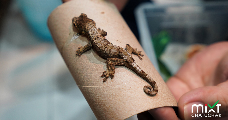 Exotic pets studio à¸Šà¸§à¸™à¸ªà¸±à¸¡à¸œà¸±à¸ªà¸„à¸§à¸²à¸¡à¸™à¹ˆà¸²à¸£à¸±à¸ à¸‚à¸­à¸‡à¹€à¸«à¸¥à¹ˆà¸²à¸ªà¸±à¸•à¸§à¹Œà¹ à¸›à¸¥à¸ à¸«à¸²à¸¢à¸²à¸  à¸¡à¸´à¸ à¸‹à¹Œ