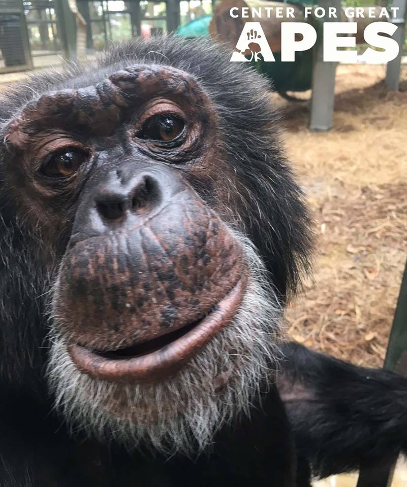 Bubbles Chimpanzee
