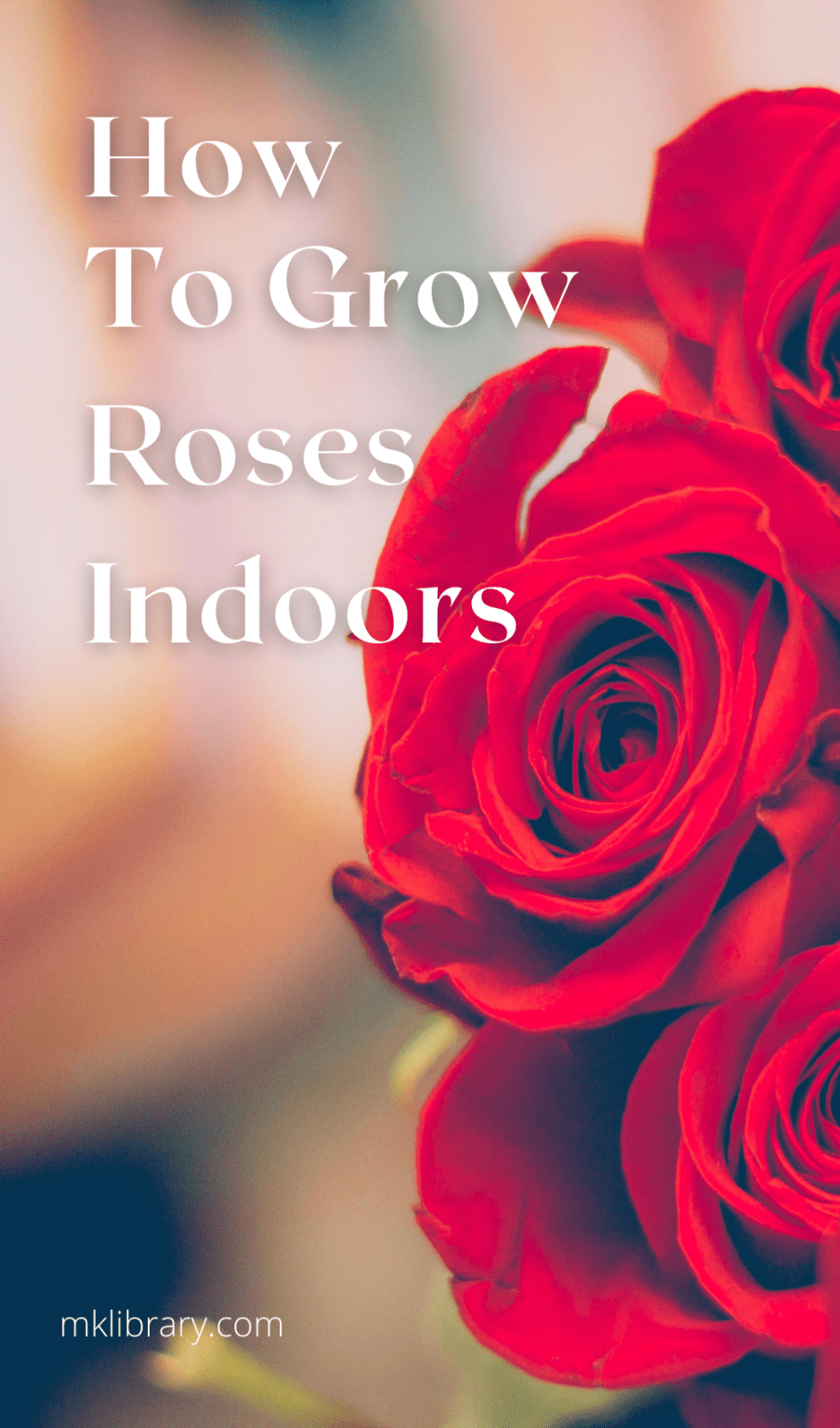 How To Grow Roses Indoors MK Library