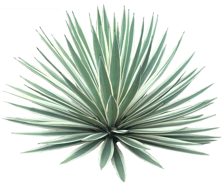 Maguey M. Levin & Co