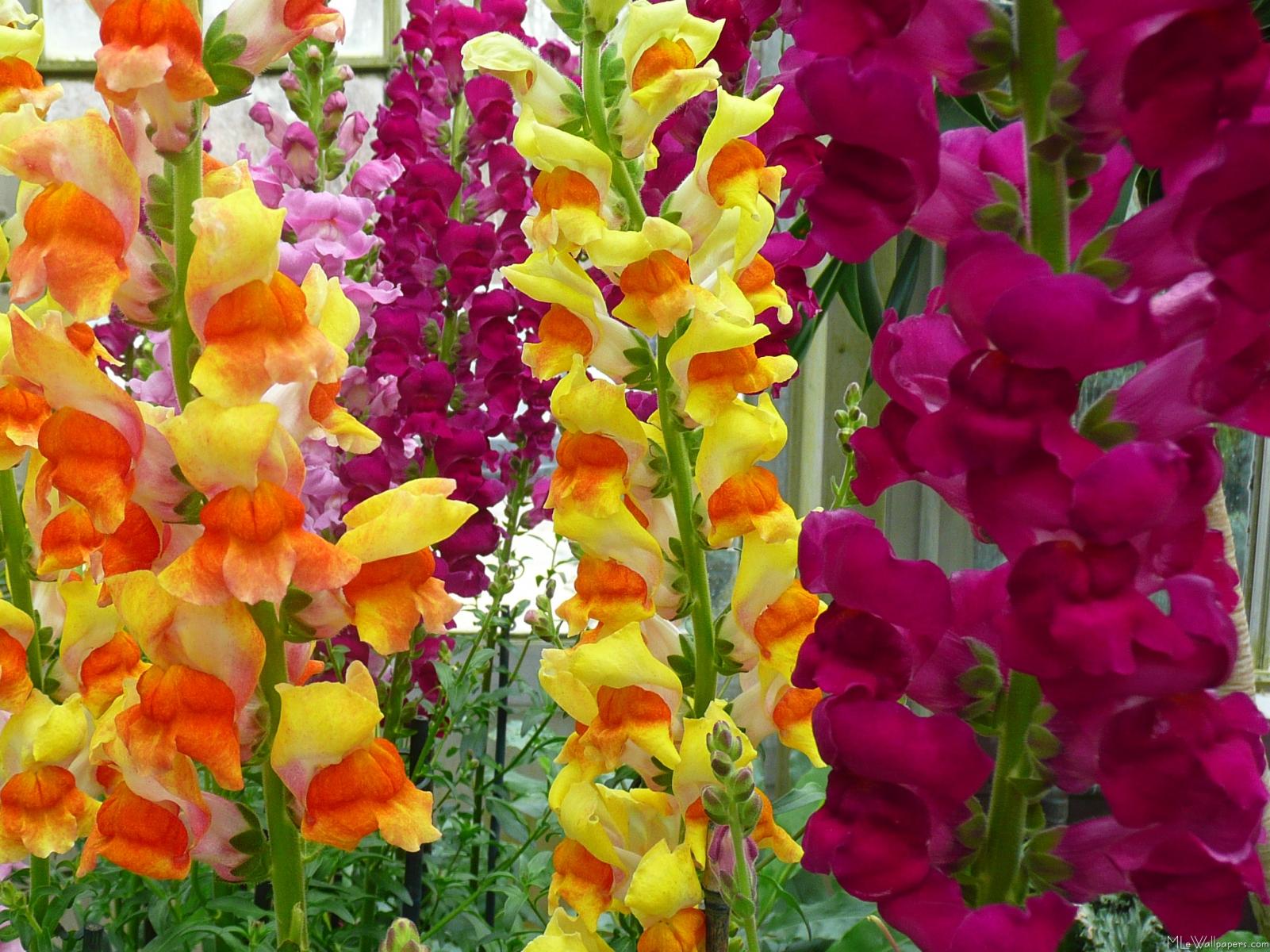 Snapdragons