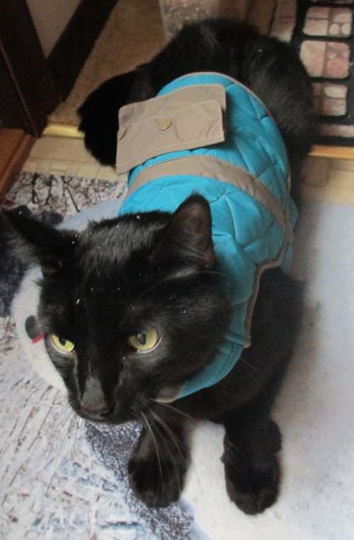 Two Cats in Snowsuits Monica Valentinelli