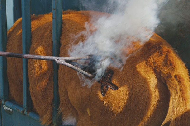 Farmers advised not to Iron Brand cattle Mmegi Online