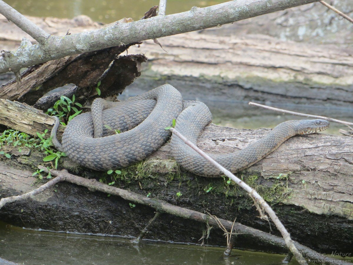 Northern Water Snake (Nerodia sipedon) Minnesota Amphibian & Reptile