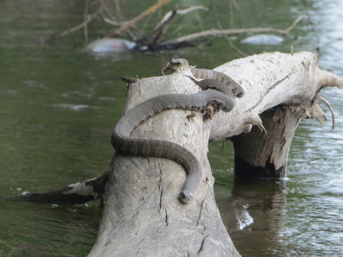 Northern Water Snake (Nerodia sipedon) Minnesota Amphibian & Reptile