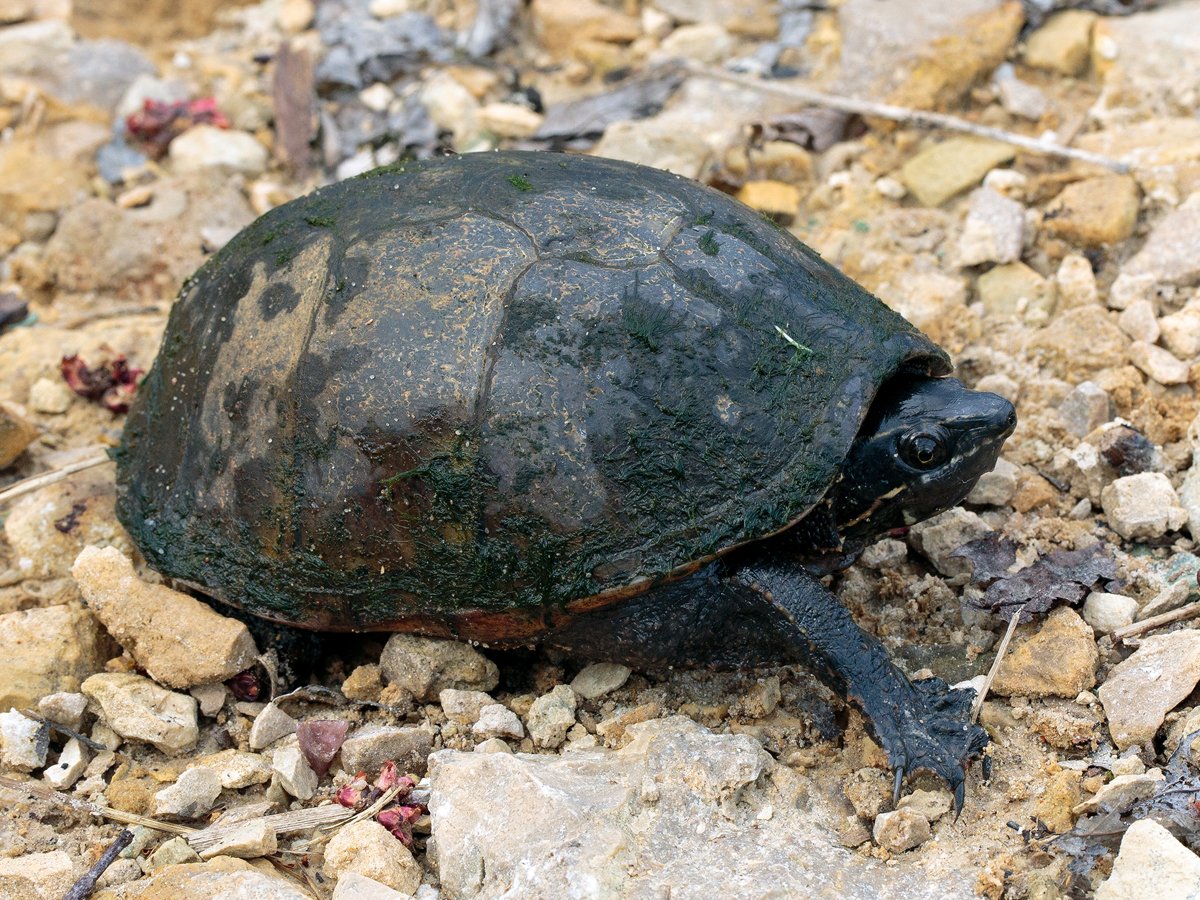 Incredible Musk Turtle Sternotherus Odoratus 2023