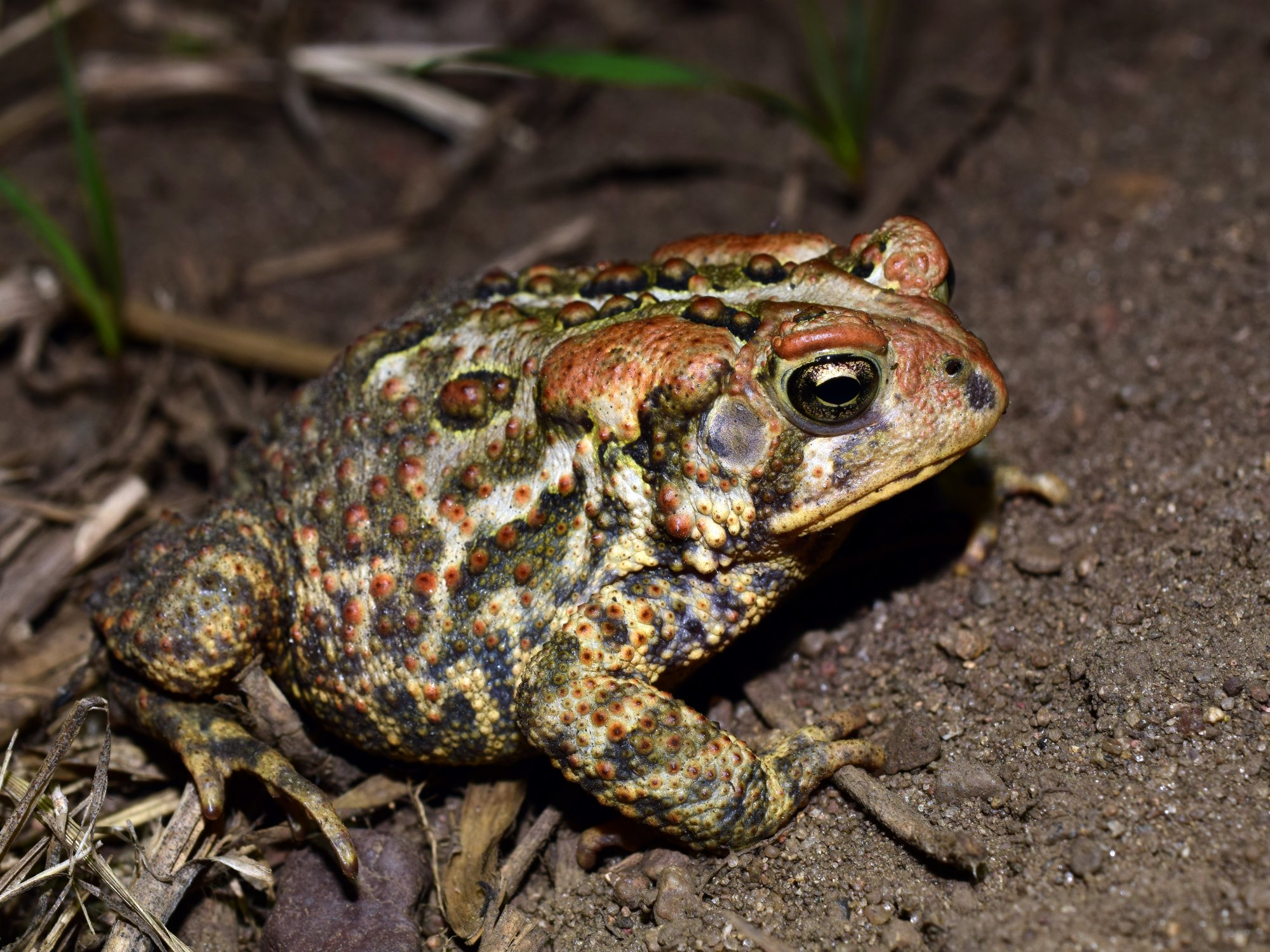 American Toad (Anaxyrus americanus) Minnesota Amphibian & Reptile Survey