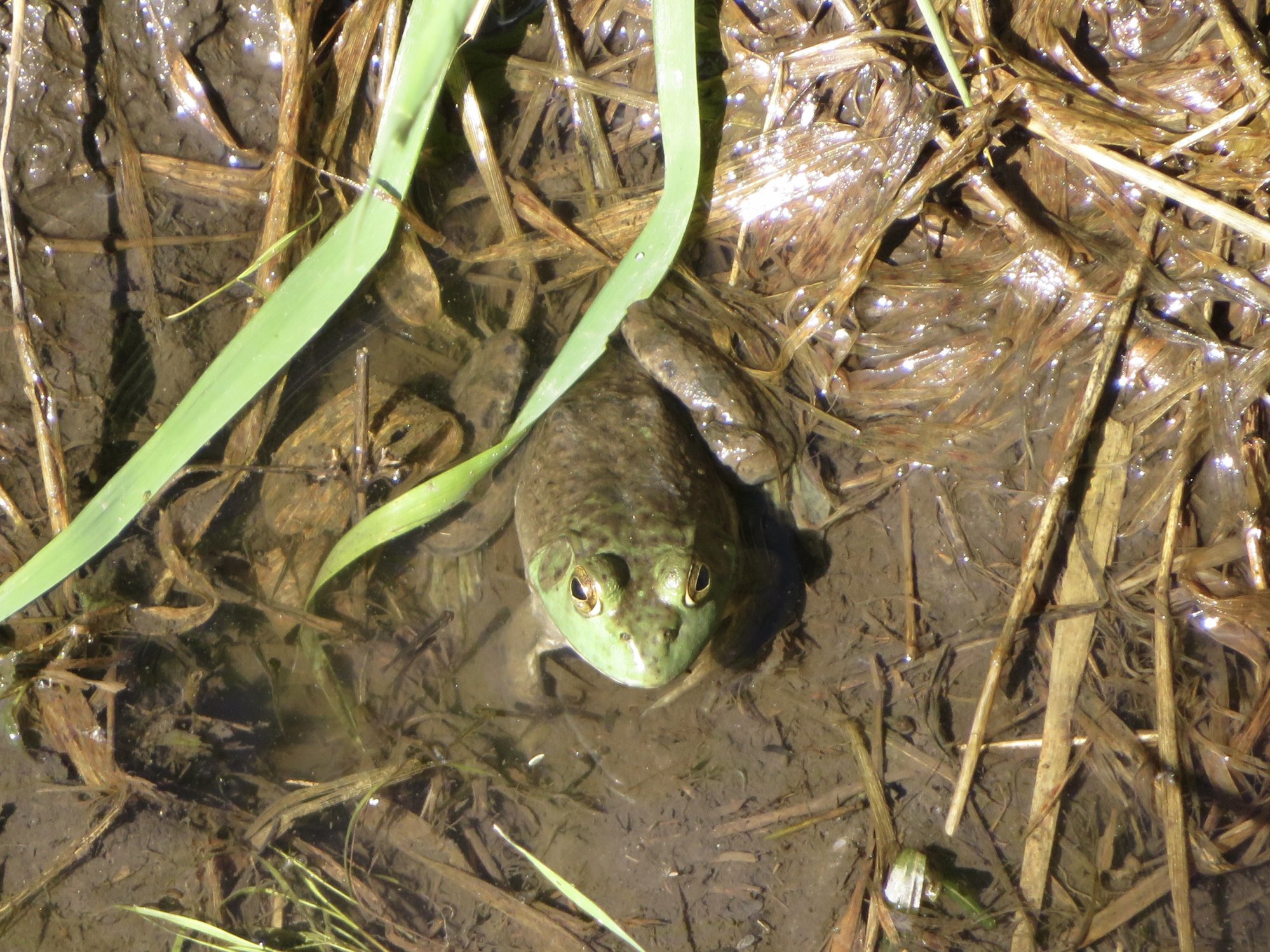 Bullfrog (Lithobates catesbeianus) Minnesota Amphibian & Reptile Survey