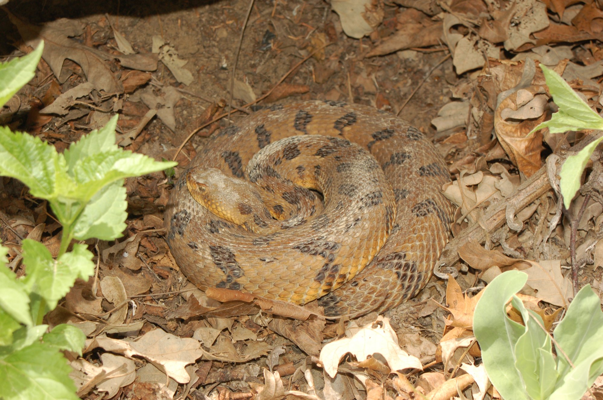 Timber Rattlesnake (Crotalus horridus) Minnesota Amphibian & Reptile