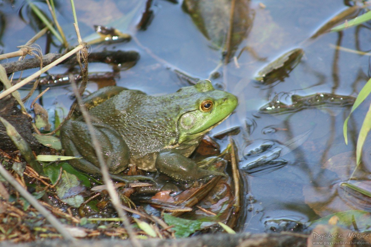 Bullfrog (Lithobates catesbeianus) Minnesota Amphibian & Reptile Survey