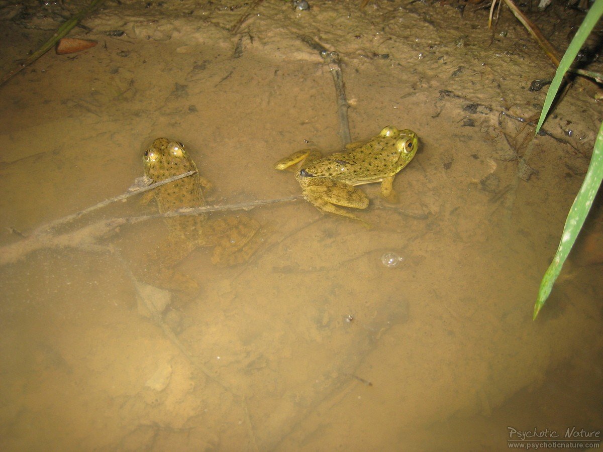 Bullfrog (Lithobates catesbeianus) Minnesota Amphibian & Reptile Survey