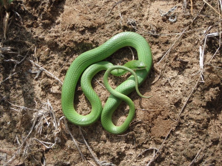 Smooth Green Snake (Opheodrys vernalis) Minnesota Amphibian & Reptile