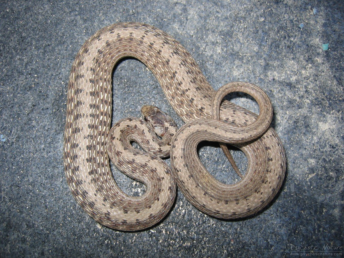 Brown Snake (Storeria dekayi) Minnesota Amphibian & Reptile Survey